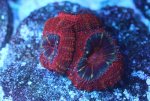 Acan_Black.JPG