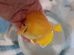 Yellow Tang 03.jpg